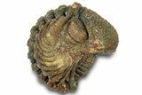 Wide Enrolled Morocops Trilobite - Morocco #323211-1